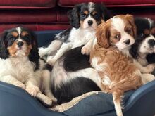 Cavalier King Charlesi spanjel