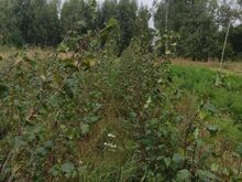Maarjakase istikud (kloontaimed)