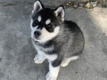 Siberi husky kutsikad on valmis oma uude koju.