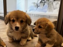 Pembroke Welsh Corgi