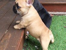 AKC prantsuse buldogi kutsikad