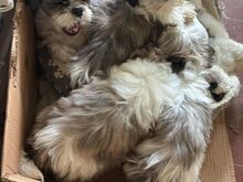 Tutvu meie armsate shih tzu kutsikatega, kes otsiv