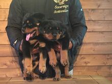Rottweileri kutsikad
