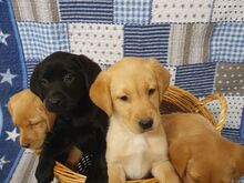 Labradori retriiveri kutsikad.