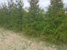 Elupuud Brabant