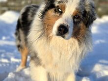 Aussie Siberian F1 kutsikad
