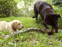Labradori retriiveri kutsikad