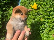 Shiba inu
