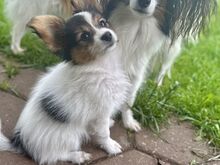 Papillon