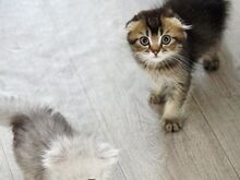 Скоттиш-фолд