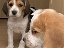 Beagle'i kutsikad