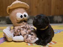 Labradori retriiveri kutsikad FCI
