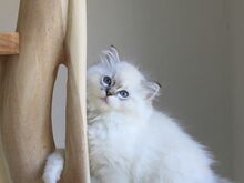 Ragdoll-tüüpi kassipojad saadaval: