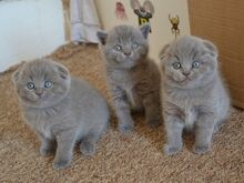 Blue Scottish fold kittens