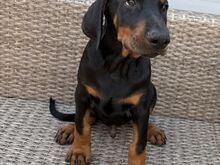 Dobermanni Kutsikad | Kennelklubis Registreeritud.