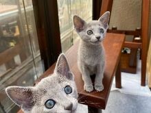 Cute Russian blue kittens
