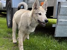 Läänesiberi laika