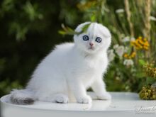 Sinisilmne Scottish Fold poiss