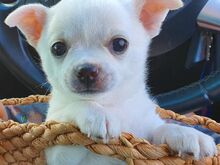 Chihuahua kutsikad