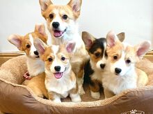 Pembroke Welsh Corgi Pembroke'i kutsikad