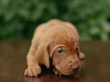 Vizsla / Ungari lühikarvalise linnukoera kutsikad