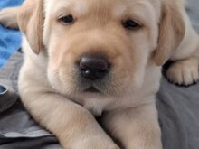 Labrador-retriiveri kutsikad