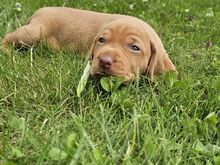 Vizsla / Ungari lühikarvalise linnukoera kutsikad