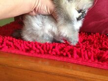 Pomeranian kutsikad