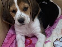 Beagli kutsikad