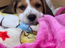 Beagle'i kutsikad