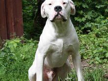Argentiina dogi