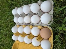 Свежие яйца от кур свободного выгула