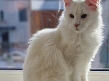 MAINE COON KASSIPOJAD