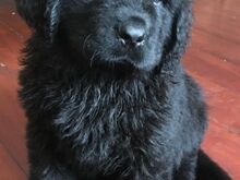 Newfoundlandi kutsikad