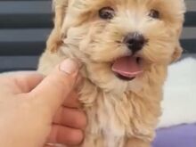 Maltipoo kutsikas