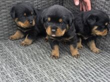 Rottweileri kutsikad