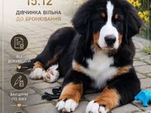 Девочки бернского зенненхунда, 4 месяца