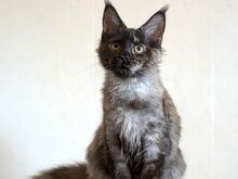 Maine Coon emane kassipoeg