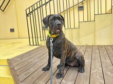 Cane Corso emane kutsikas