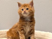Maine Coon'i kassipojad