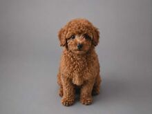 Toy Poodel
