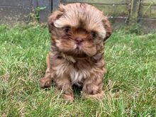 Shih Tzu kutsikad