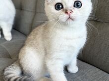 Scottish Fold poiss roheliste silmadega