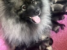 Keeshond