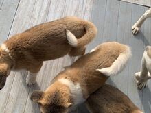 Akita kutsikad