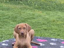 Vizsla / Ungari lühikarvalise linnukoera kutsikad