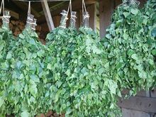 Sauna vihad