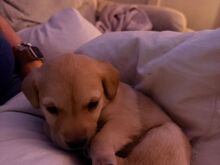 MÜÜA LABRADORI KUTSIKAD