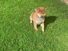 Shiba inu