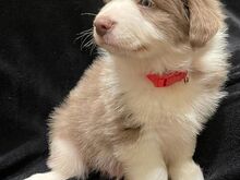 Bordercollie kutsikad